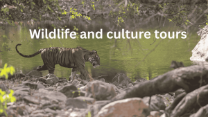 Wildlife and culture tours